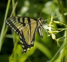 Canadian Tiger Swallowtail - nr. Malagash Pt., NS, 2011-07-07