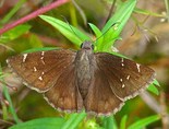 Northern Cloudywing - Smithville, TX, 2007-09-05