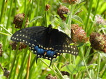 Black Swallowtail - Apple River, NS, 2012-09-22