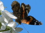 Red Admiral - Apple River, NS, 2012-05-27