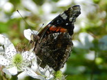 Red Admiral - West Apple River, NS, 2012-06-30