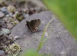 Northern Cloudywing - Avondale Stn, NS, 2012-06-13