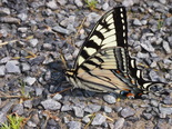 Canadian Tiger Swallowtail - Lower Sackville, NS, 2013-06-16