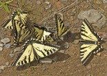 Canadian Tiger Swallowtail - Elbow Lake, 2013-06-20