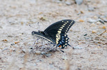 Black Swallowtail - Miners Marsh, NS, 2013-07-26