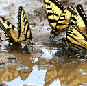 Canadian Tiger Swallowtail - Black River Lake, Kings Co., 2011-06-21