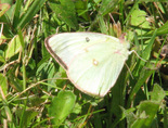 Pink-edged Sulphur - Pockwock, NS, 2012-07-12