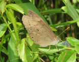 Eyed Brown - Pockwock, NS, 2012-07-12