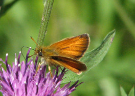 [European Skipper image]