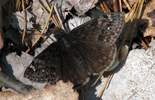 Juvenal's Duskywing - Waverley, NS, 2012-05-21