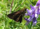 Dun Skipper - Mount Uniacke, NS, 2011-07-10