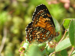 Harris's Checkerspot - Pockwock, NS, 2011-06-20