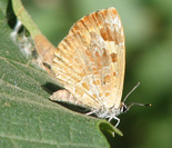 Harvester - Burnside, NS, 2008-08-23