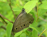 Little Wood-Satyr - Amherst Point, 2004-06-19