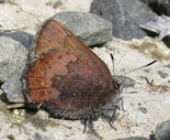 Brown Elfin - Pockwock, NS, 2004-05-13