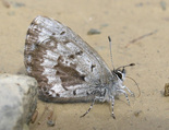Northern Spring Azure - Pockwock, NS, 2004-05-13