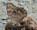 Northern Pearly-Eye - Pockwock, NS, 2002-07-13