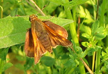 Long Dash Skipper - Pockwock, NS, 2002-07-13