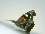 American Snout - Shenandoah NP, W. Va., July 26 1997