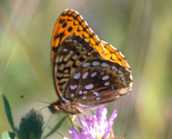 Aphrodite Fritillary - Meagher's Grant, NS, June 27 1999