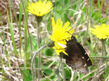 Northern Cloudywing - Wayerton, NB, 2010-06-11