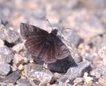 Dreamy Duskywing - Pockwock Road, NS, 2000-05-20