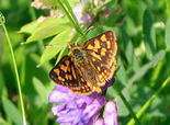 Arctic Skipper - Mount Uniacke, 2003-06-29