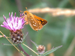 American Branded Skipper - Mount Uniacke, NS, 2000-08-13