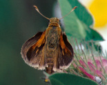 Tawny-edged Skipper - Waverley Rd, Dartmouth, NS, 2001-06-24