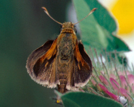 [Tawny-edged Skipper image]