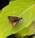 Least Skipper - McIntosh Run, Spryfield NS, 2012-07-12