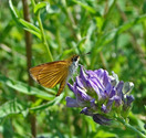 Least Skipper - Roaches Pond Park, NS, 2008-07-17