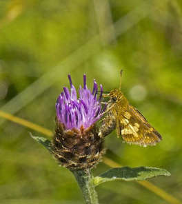 [Peck's Skipper image]