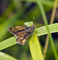 Peck's Skipper - McIntosh Run, Spryfield NS, 2011-07-21