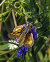 Long Dash Skipper - Wallace Bay NWA, NS, 2012-07-18