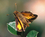 Hobomok Skipper - Waverley, NS, 1999-06-19