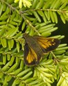 Hobomok Skipper - Dollar Lake PP, NS, 2011-06-20