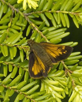 [Hobomok Skipper image]