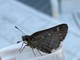 [Pepper and Salt Skipper image]