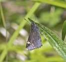 Common Roadside-Skipper - Pockwock Watershed Rd, NS, 2011-06-28