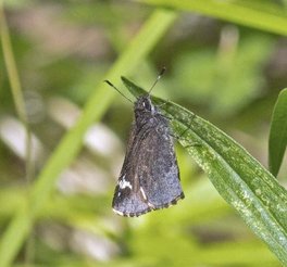 [Common Roadside-Skipper image]