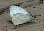 Mustard White - Kentville Ravine, NS, 2012-07-17
