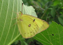 [Clouded Sulphur image]