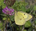 Orange Sulphur - Terence Bay River, 2012-08-30 