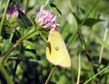 Pink-edged Sulphur - Pockwock Road, NS, 2012-07-04