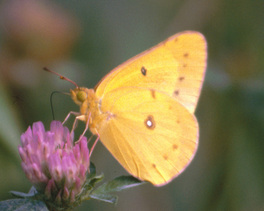 [Orange Sulphur image]