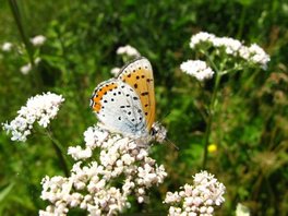 [Bronze Copper image]