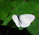 Mustard White - Kentville Ravine, NS, 2008-08-06 