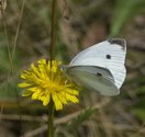 Cabbage White - Debert, NS, 2012-08-27 