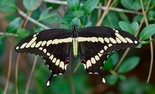 Giant Swallowtail - Smithville, TX, 2006-08-25